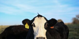 The Eating Trends Ready to Hit Your Table in 2026 The Eating Trends Ready to Hit Your Table in 2026