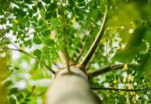 What It Is, Benefits and Side Effects Gray gradient