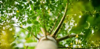 What It Is, Benefits and Side Effects Gray gradient