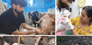 2025: A Year of Breakthroughs in Animal Welfare and Rescue By Emergency and Rapid Response Teams – Blog 2025: A Year of Breakthroughs in Animal Welfare and Rescue By Emergency and Rapid Response Teams - Blog