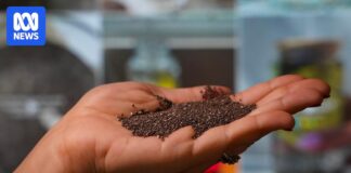 A ‘chia seed’ trend on TikTok promotes a ‘quick fix’ to weight loss, but is it safe? A 'chia seed' trend on TikTok promotes a 'quick fix' to weight loss, but is it safe?