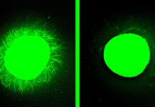 Lab grown human spinal cord heals after injury in major breakthrough Lab grown human spinal cord heals after injury in major breakthrough