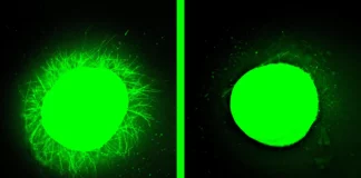 Lab grown human spinal cord heals after injury in major breakthrough Lab grown human spinal cord heals after injury in major breakthrough