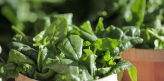 National Nutrition Month highlights healthy eating habits | The Latest from WDEL News National Nutrition Month highlights healthy eating habits | The Latest from WDEL News