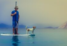 How human wellness trends are reshaping pet food innovation How human wellness trends are reshaping pet food innovation