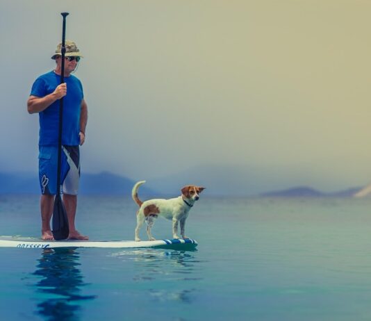 How human wellness trends are reshaping pet food innovation How human wellness trends are reshaping pet food innovation