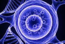 MD Anderson Reveals New Cancer Research Breakthroughs A highly detailed, translucent X-ray image of a human cell nucleus, revealing the intricate internal structures and DNA strands in vibrant blue and purple hues, conceptually representing the groundbreaking cancer research happening at MD Anderson Cancer Center.