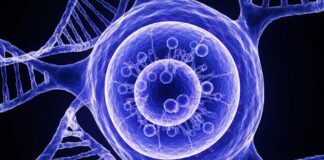 MD Anderson Reveals New Cancer Research Breakthroughs A highly detailed, translucent X-ray image of a human cell nucleus, revealing the intricate internal structures and DNA strands in vibrant blue and purple hues, conceptually representing the groundbreaking cancer research happening at MD Anderson Cancer Center.