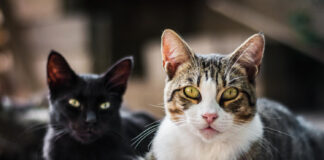 The Medical Breakthroughs You Didn’t Expect to Come From Cats The Medical Breakthroughs You Didn’t Expect to Come From Cats