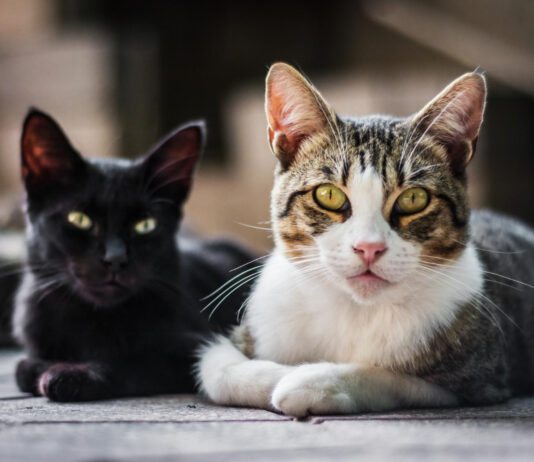 The Medical Breakthroughs You Didn’t Expect to Come From Cats The Medical Breakthroughs You Didn’t Expect to Come From Cats