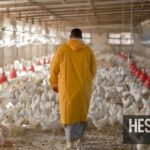 Producers say supply increase, not diet trends, drove poultry price decline in Morocco Producers say supply increase, not diet trends, drove poultry price decline in Morocco