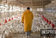 Producers say supply increase, not diet trends, drove poultry price decline in Morocco Producers say supply increase, not diet trends, drove poultry price decline in Morocco