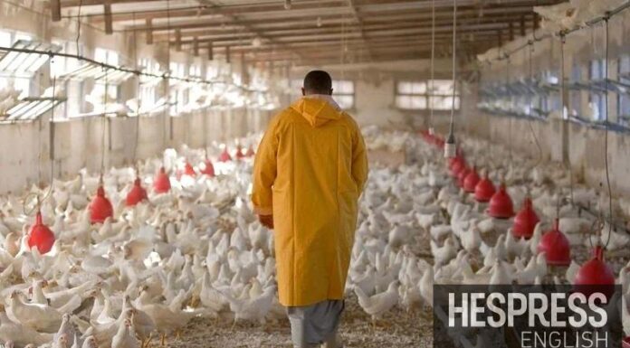 Producers say supply increase, not diet trends, drove poultry price decline in Morocco Producers say supply increase, not diet trends, drove poultry price decline in Morocco