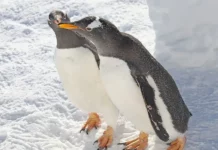 Scientists unveil breakthroughs from penguin conservation to cancer therapy Scientists unveil breakthroughs from penguin conservation to cancer therapy