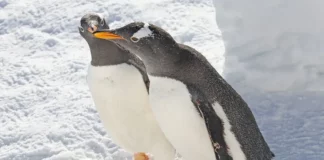 Scientists unveil breakthroughs from penguin conservation to cancer therapy Scientists unveil breakthroughs from penguin conservation to cancer therapy