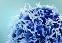 Scientists unveil breakthroughs in T cell cancer therapy and measles treatment Scientists unveil breakthroughs in T cell cancer therapy and measles treatment