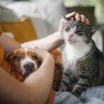 Vets warn social media trends are reshaping pets diets Pet diet trends