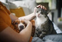 Vets warn social media trends are reshaping pets diets Pet diet trends